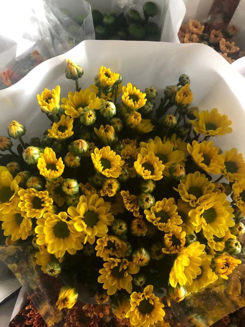 雏菊菊花鲜切花小菊大量出售