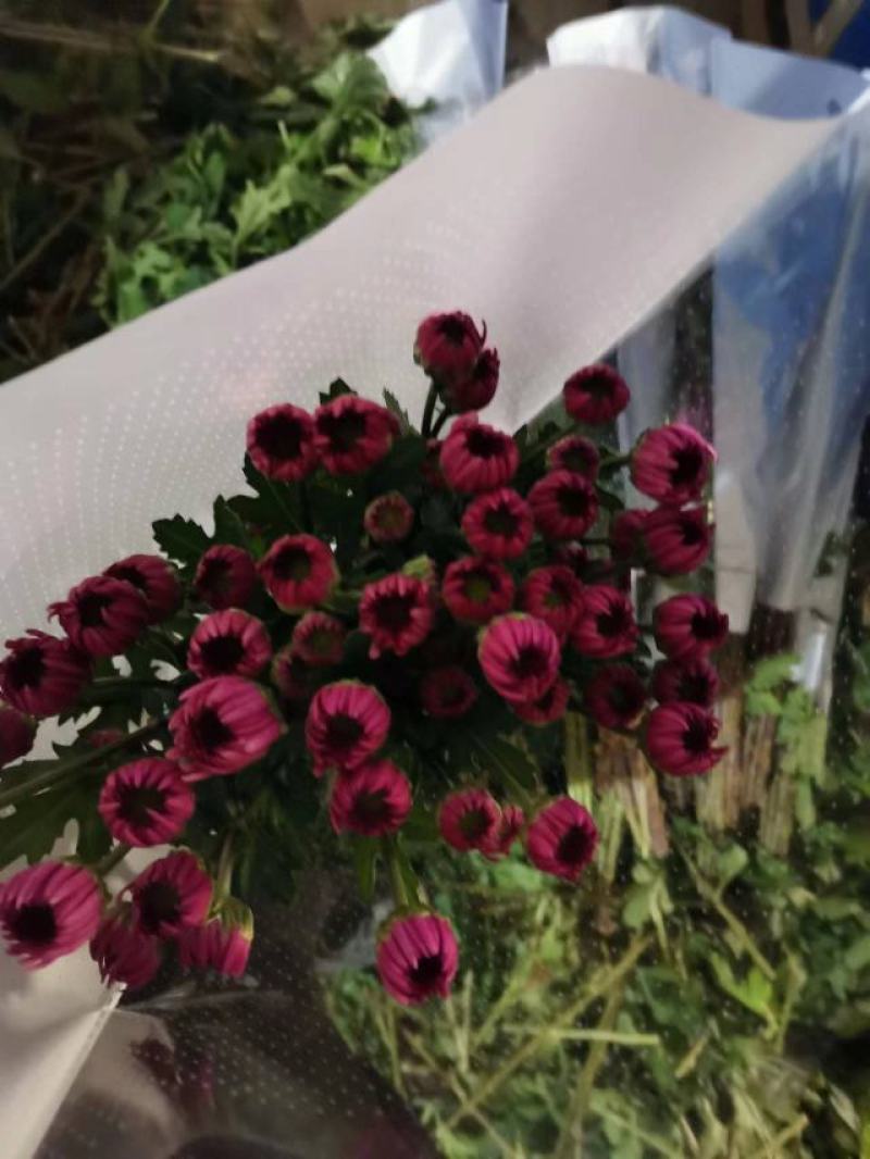 雏菊菊花鲜切花小菊大量出售