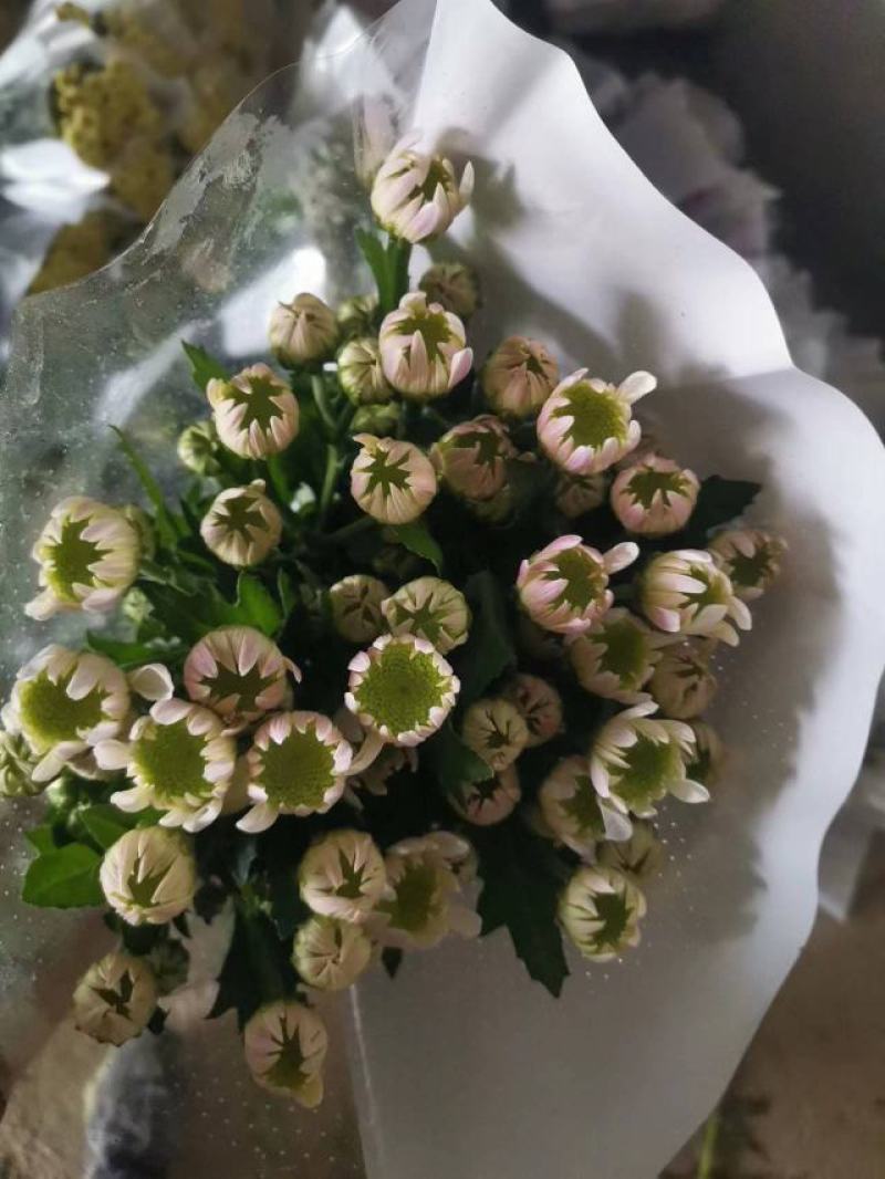 雏菊菊花鲜切花小菊大量出售