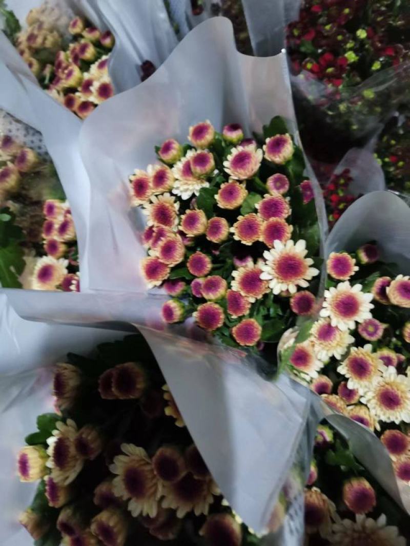 雏菊菊花鲜切花小菊大量出售