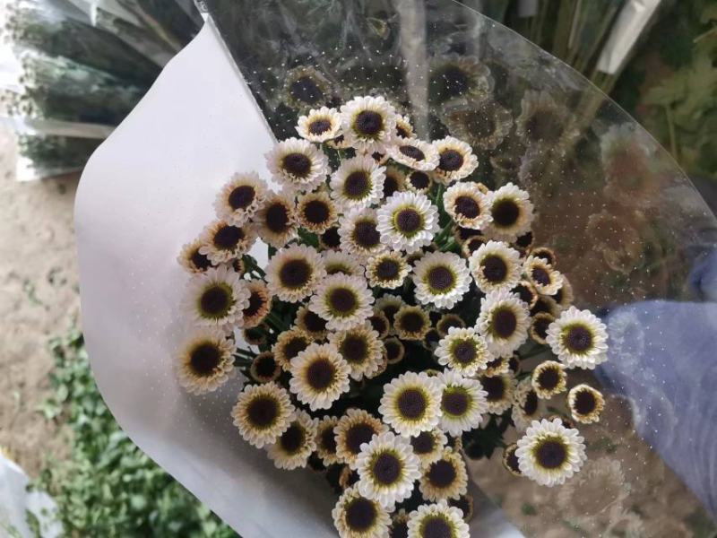 雏菊菊花鲜切花小菊大量出售