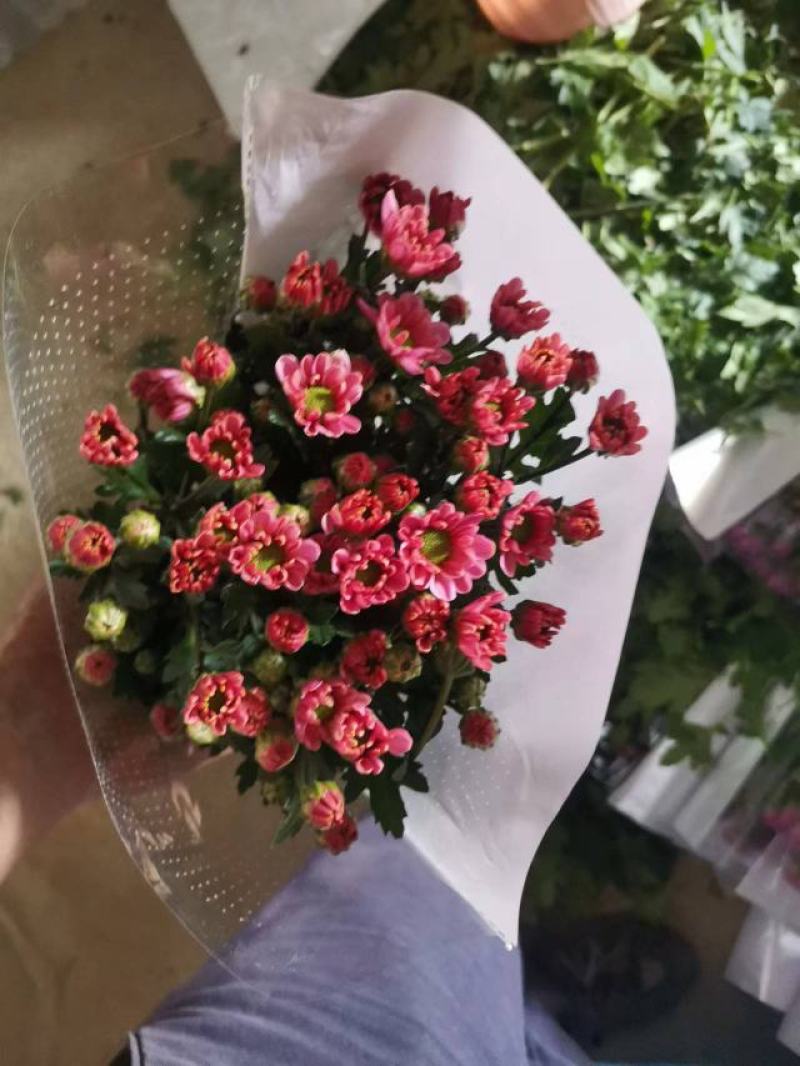 雏菊菊花鲜切花小菊大量出售