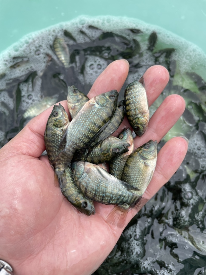 罗非鱼苗，优质快大罗非苗，皮毛好身长快大适应能力强