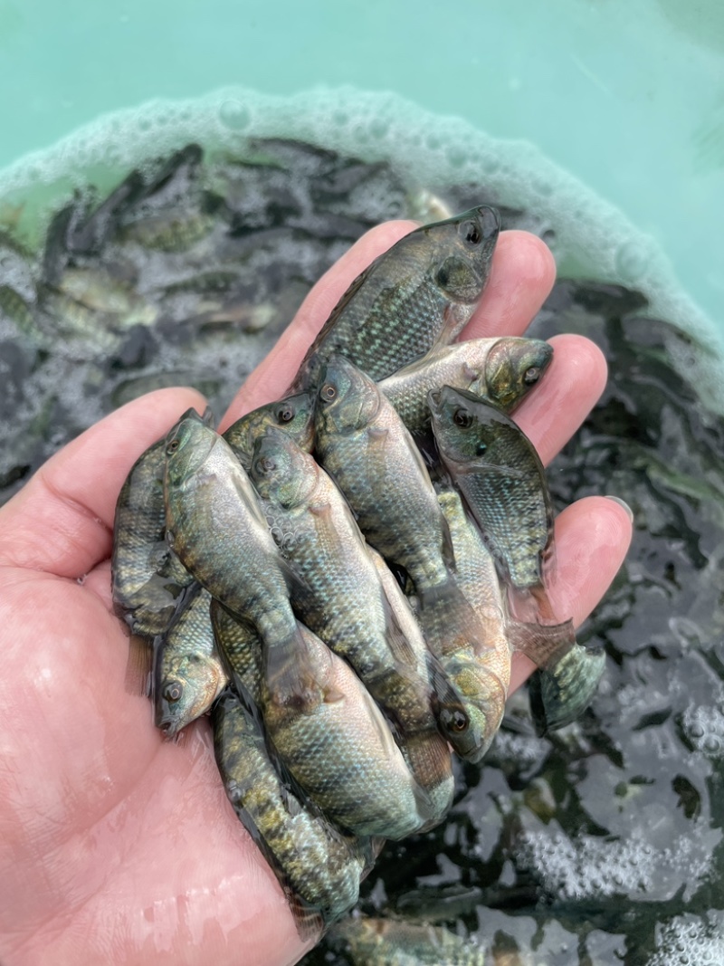 罗非鱼苗，优质快大罗非苗，皮毛好身长快大适应能力强