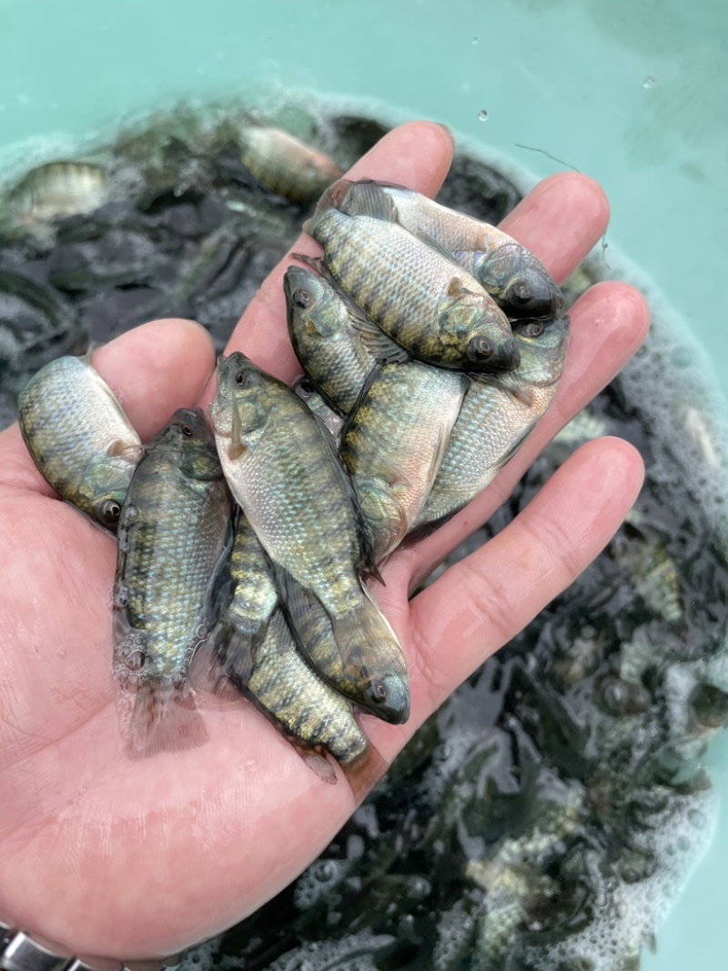 罗非鱼苗，优质快大罗非苗，皮毛好身长快大适应能力强