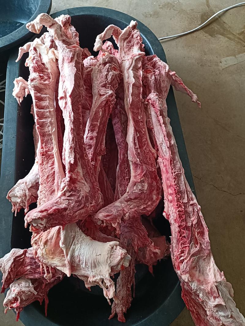 多肉大羊脊骨多肉羊蝎子8一斤可锯断发样品