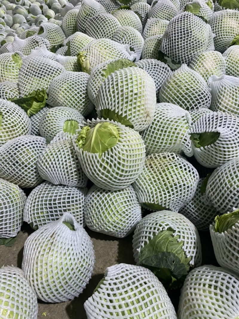 旺旺甘蓝斯特丹包菜有几蔬菜产地直发欢迎大家来采购