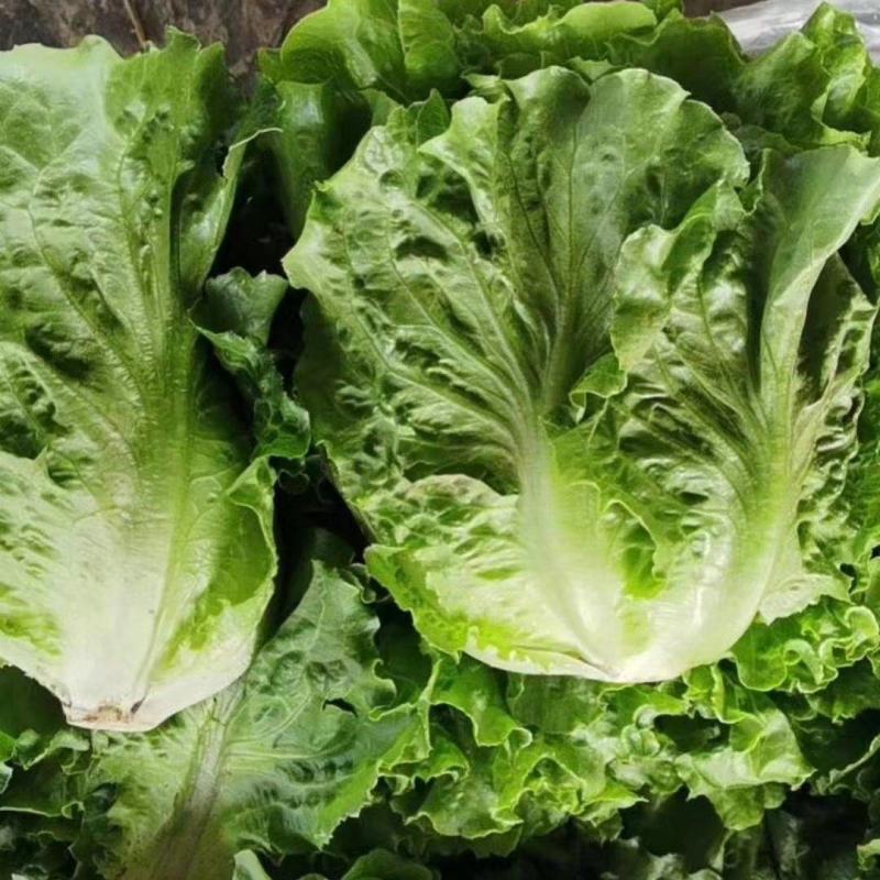 精品散叶生菜，货源充足，量大从优，欢迎客商进店咨询