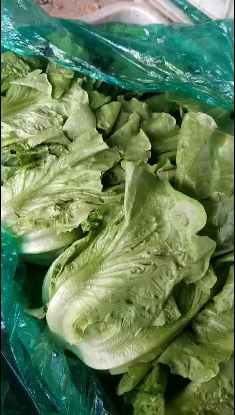 精品散叶生菜，货源充足，量大从优，欢迎客商进店咨询