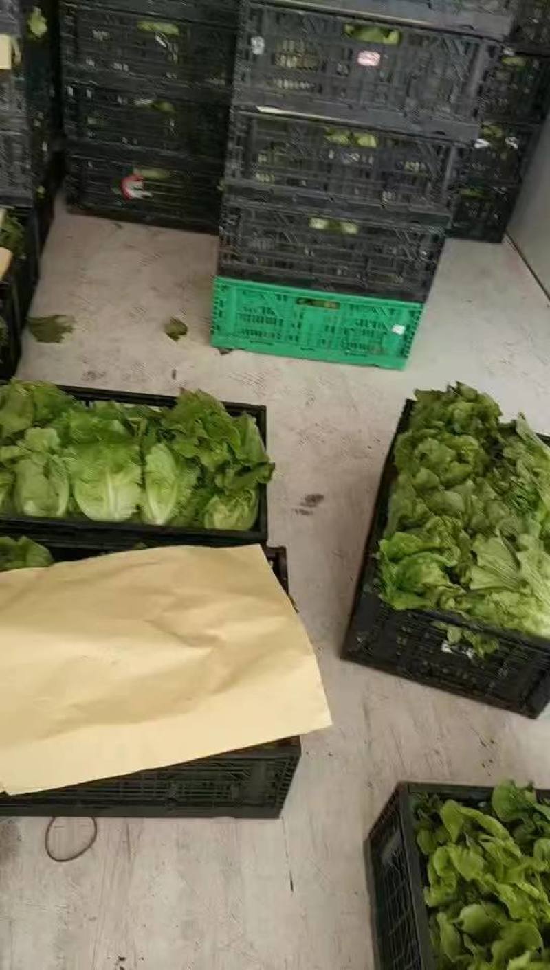 精品散叶生菜，货源充足，量大从优，欢迎客商进店咨询