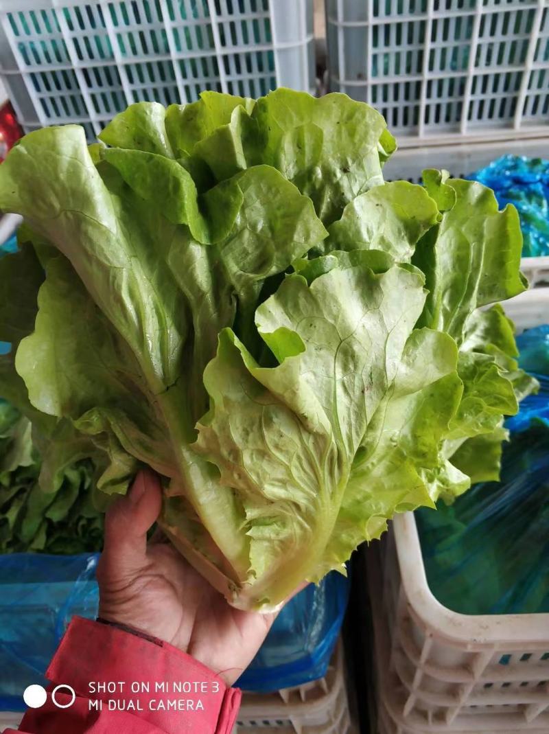 精品散叶生菜，货源充足，量大从优，欢迎客商进店咨询