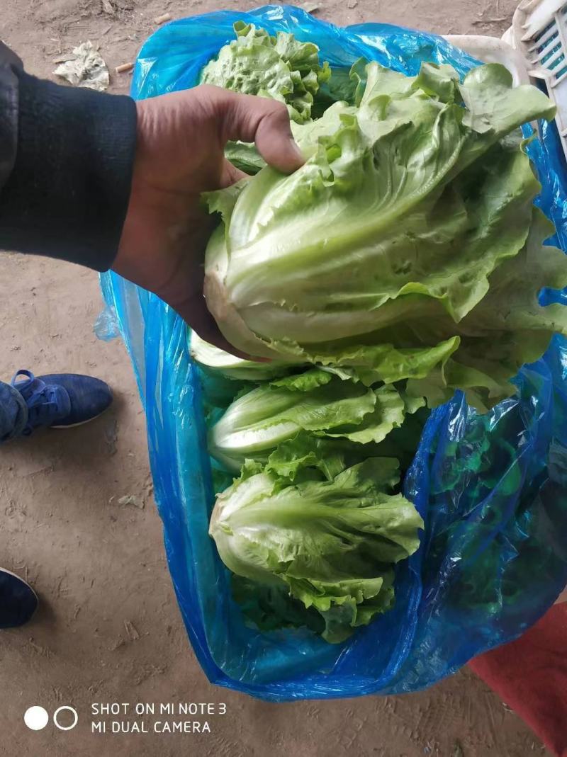 精品散叶生菜，货源充足，量大从优，欢迎客商进店咨询