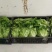 精品散叶生菜，货源充足，量大从优，欢迎客商进店咨询