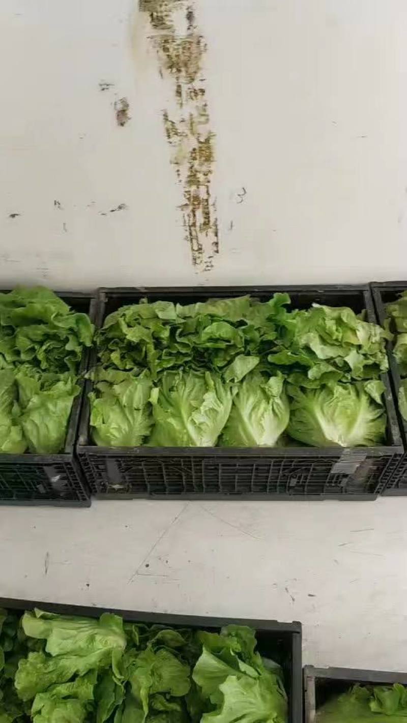 精品散叶生菜，货源充足，量大从优，欢迎客商进店咨询