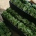精品散叶生菜，货源充足，量大从优，欢迎客商进店咨询