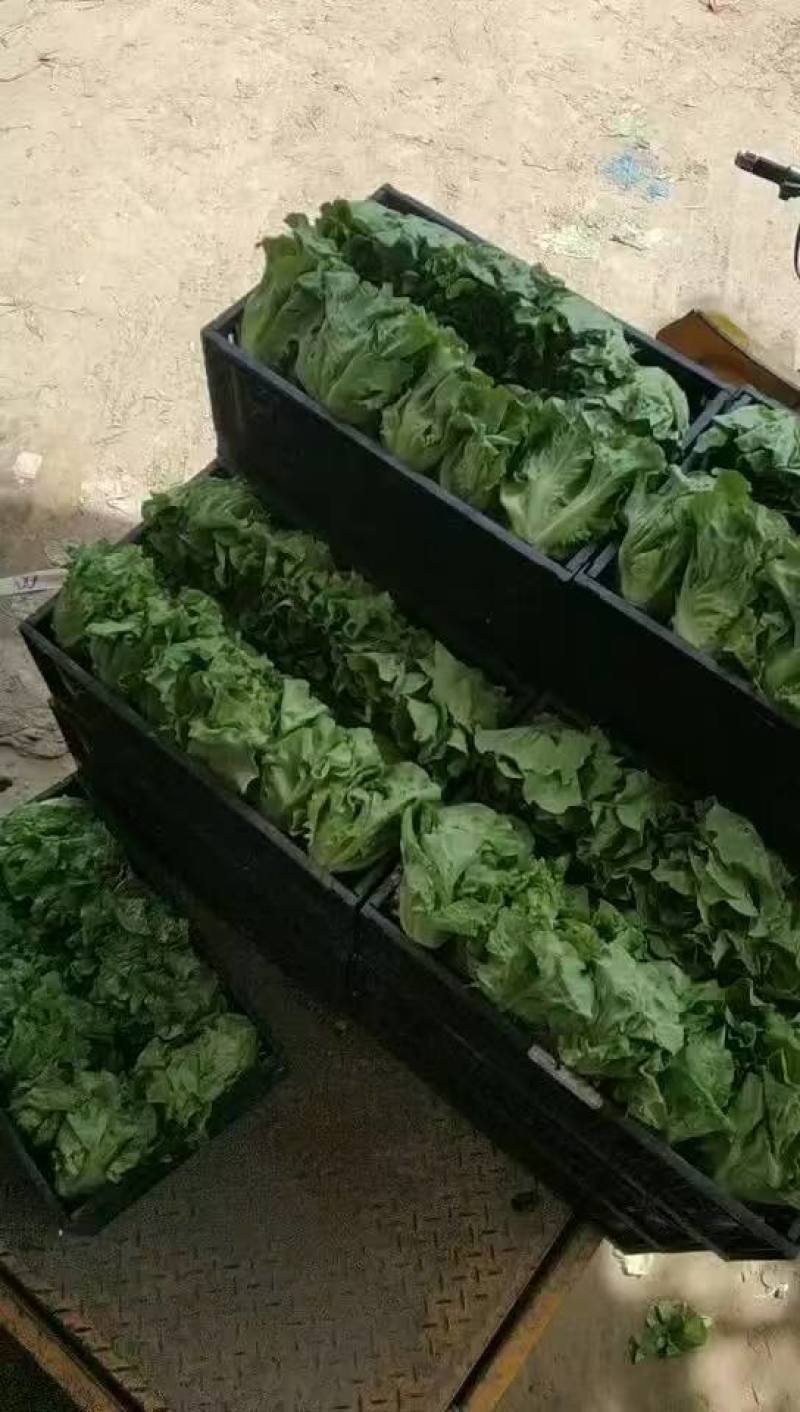 精品散叶生菜，货源充足，量大从优，欢迎客商进店咨询