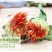云南红花朵高原藏红花红花茶泡酒泡水泡脚厂地批发