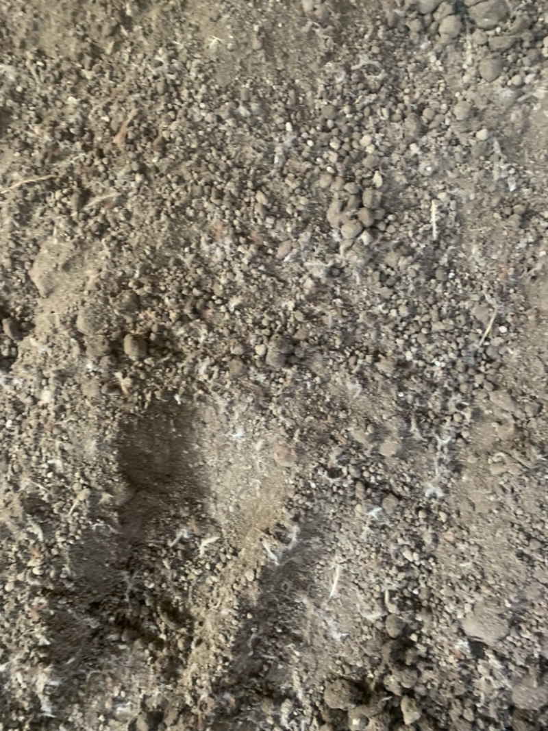 鸡粪