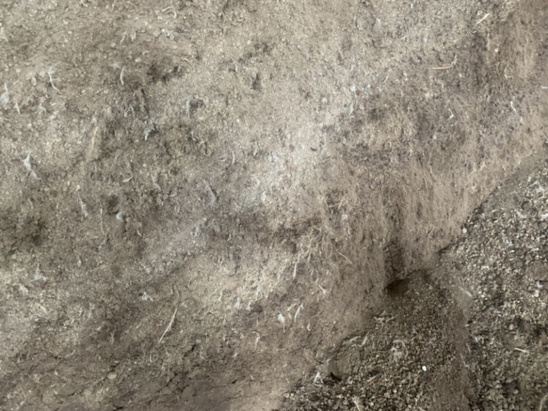 鸡粪