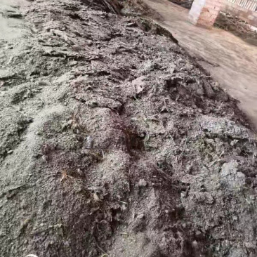 鸡粪