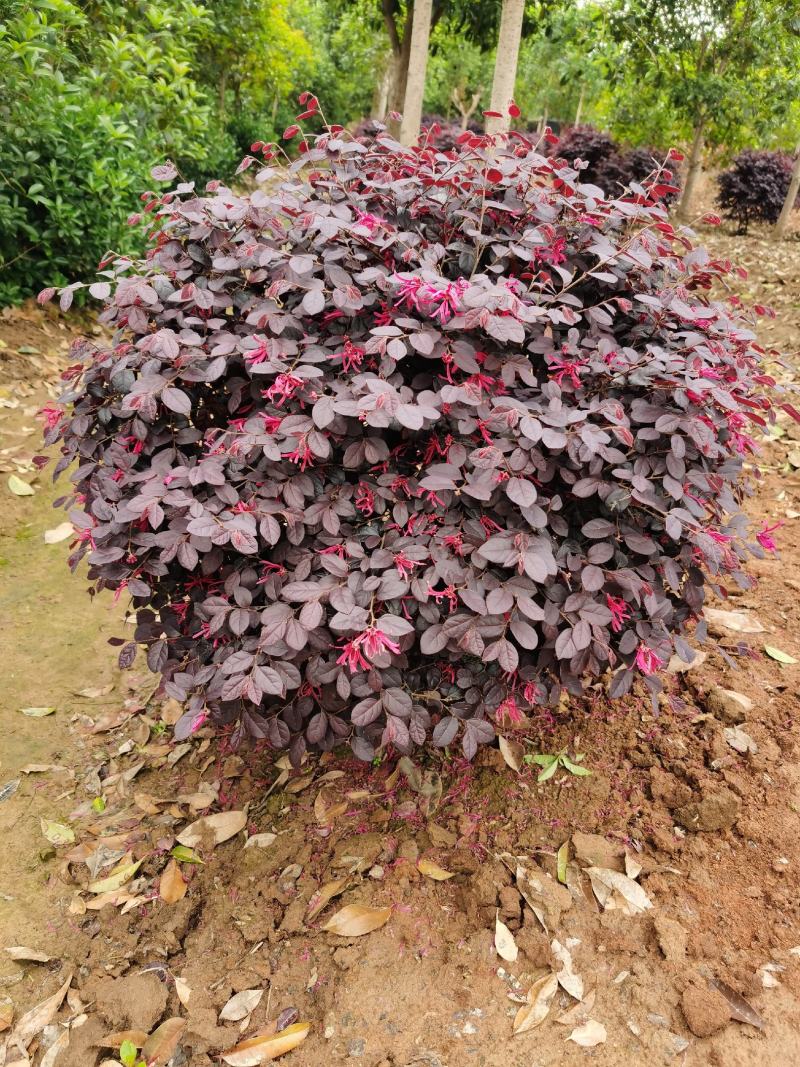 红花继木球量大价优球类长途运输后冠幅缩水介意慎拍