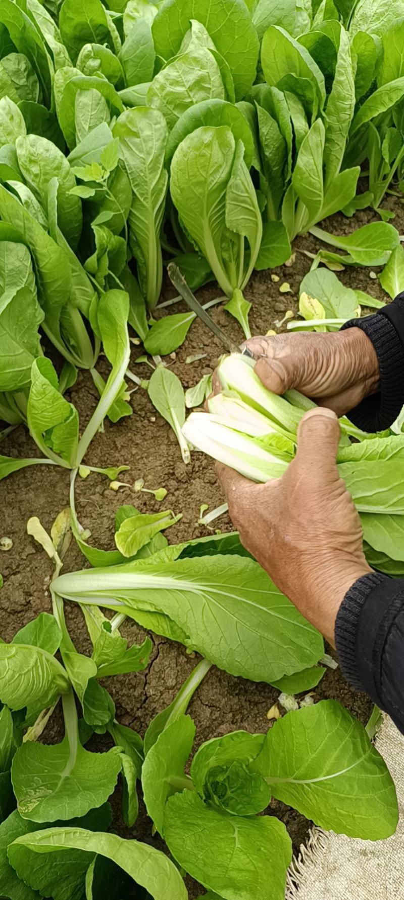 杞县基地直供精品快菜，小白菜，大棚直销，货源充足，质量保