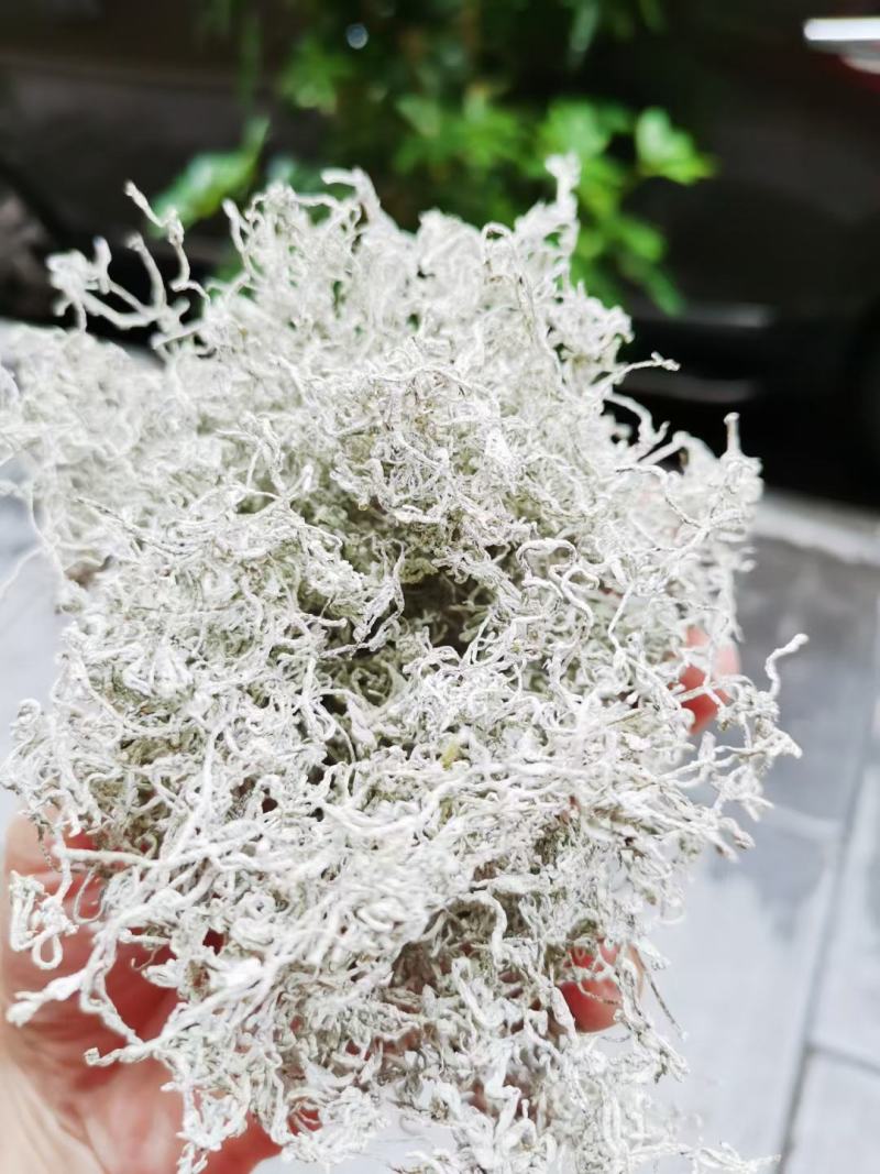 张家界藤茶嫩芽明前野生自产自销回味悠长