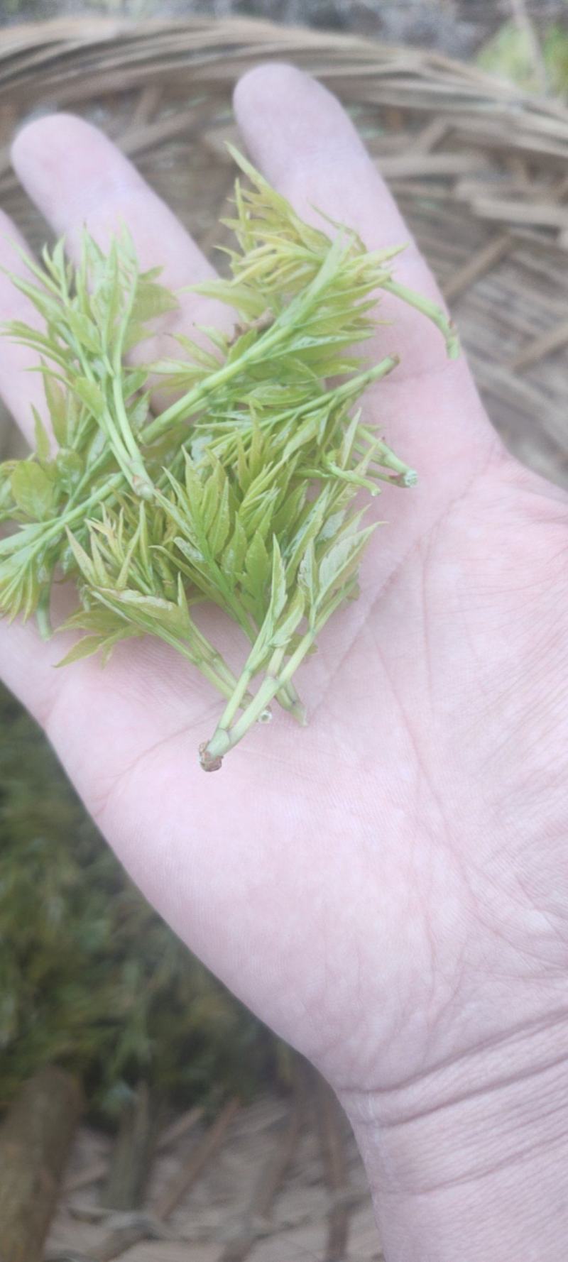 张家界藤茶嫩芽明前野生自产自销回味悠长