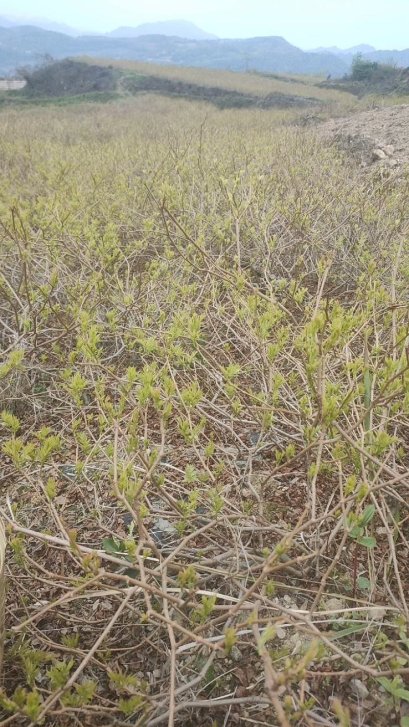 张家界藤茶嫩芽明前野生自产自销回味悠长