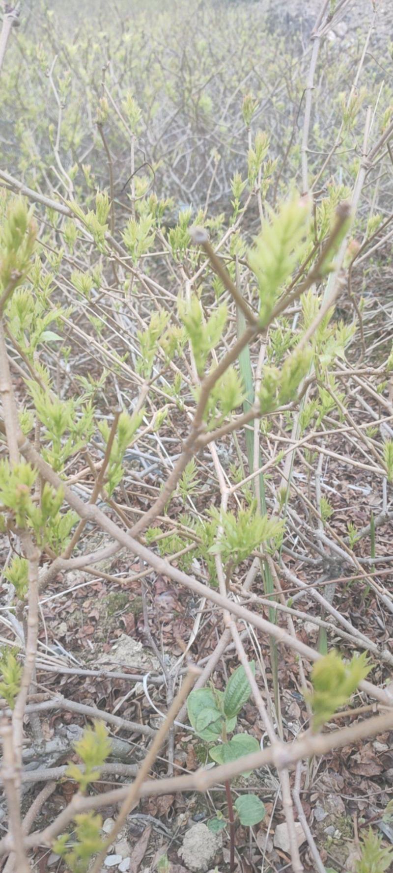 张家界藤茶嫩芽明前野生自产自销回味悠长