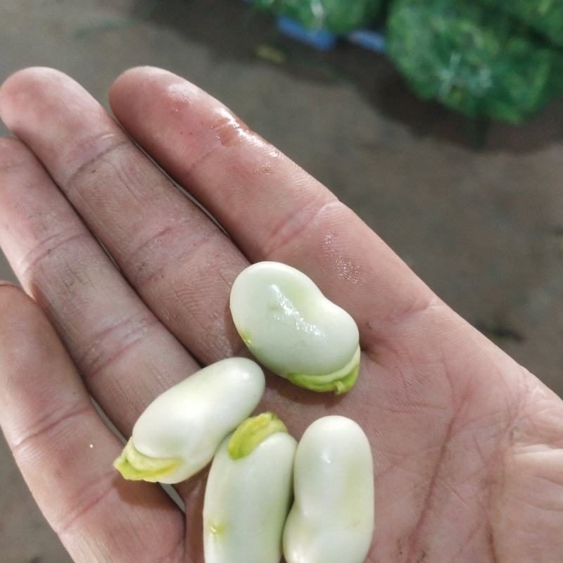 彭州胡豆，有场地。持续输出