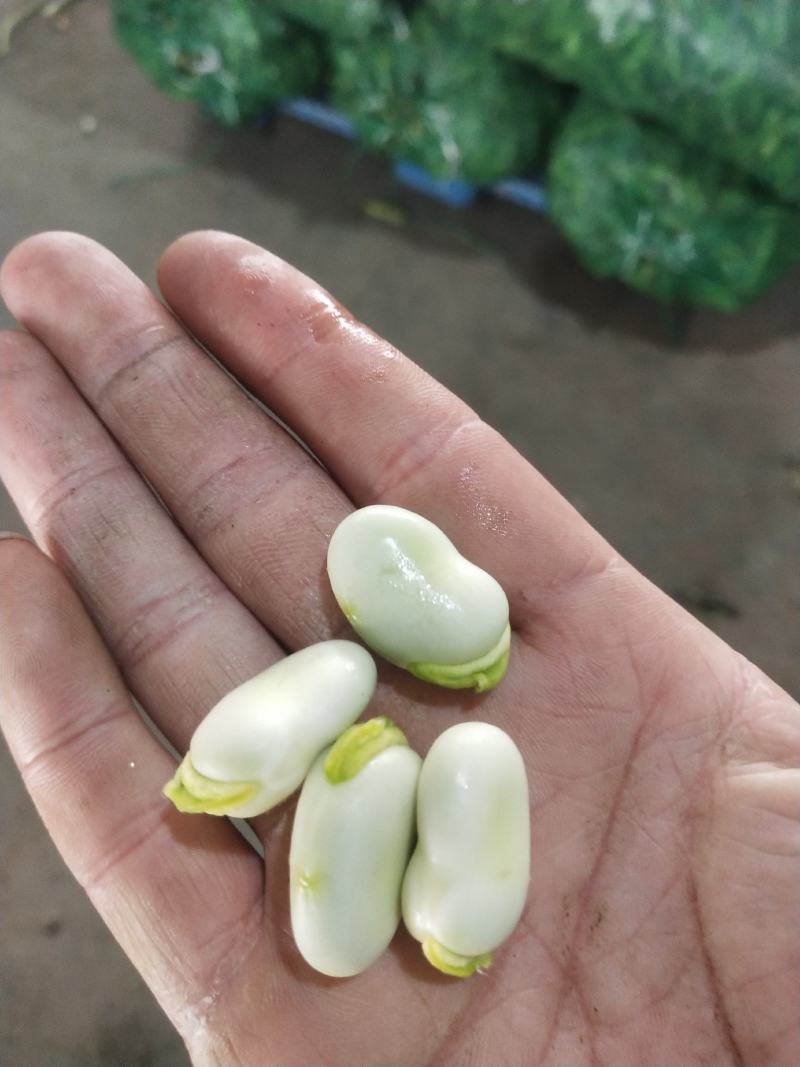彭州胡豆，有场地。持续输出