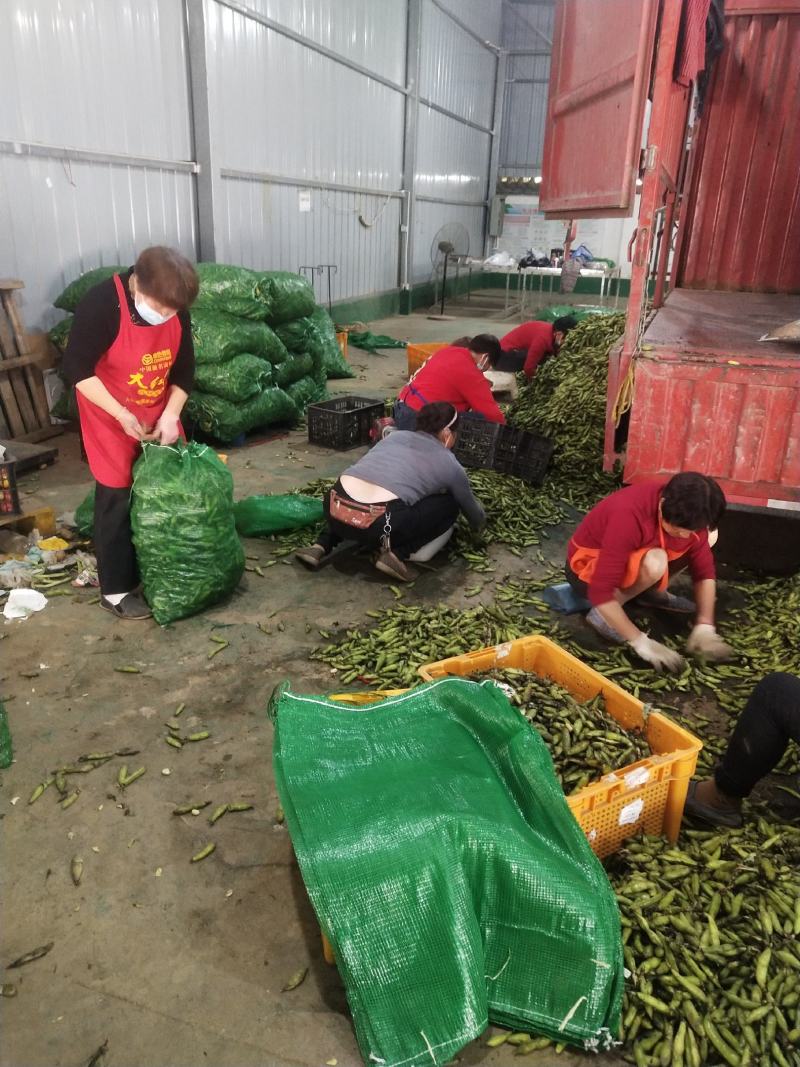 彭州胡豆，有场地。持续输出