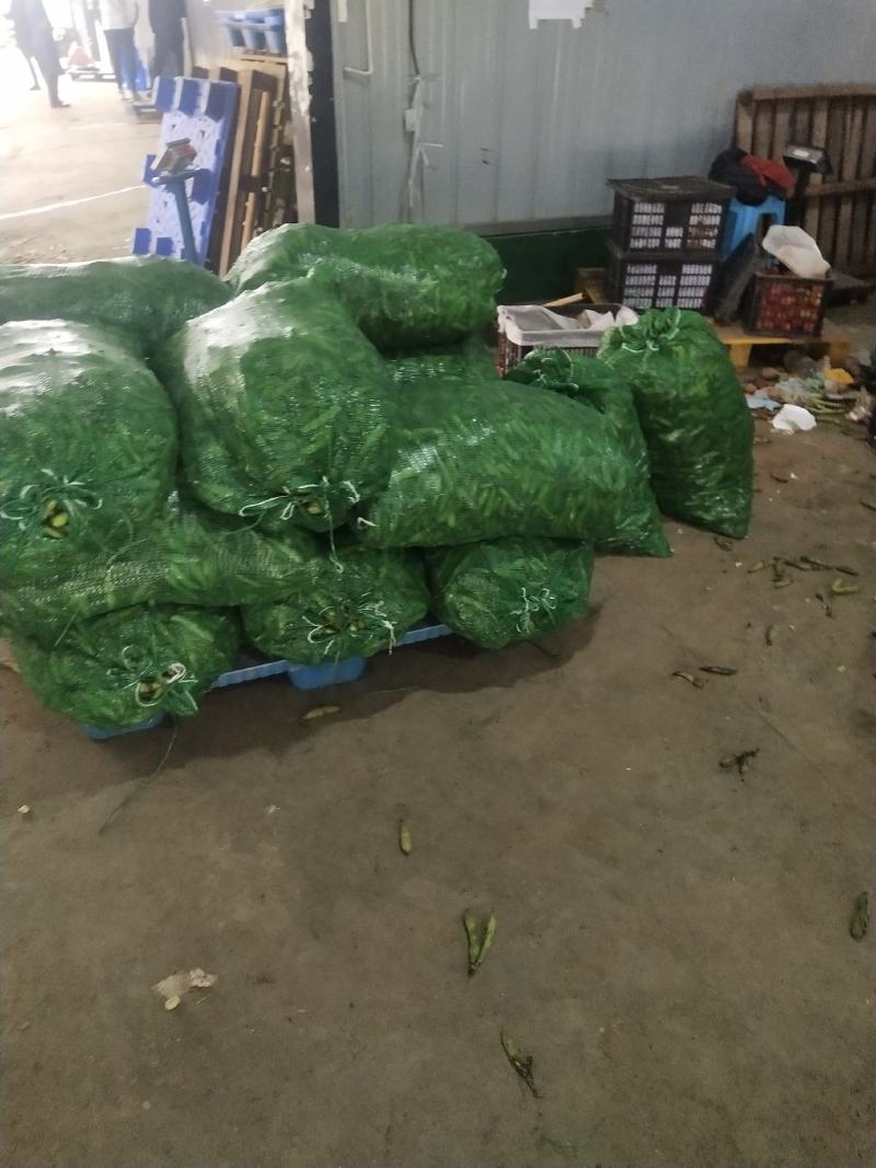 彭州胡豆，有场地。持续输出