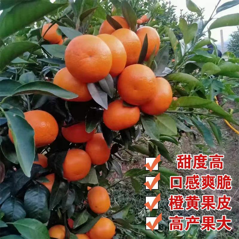 沃柑树苗沃柑苗无核沃柑树苗柑橘苗春见耙耙柑树苗春见苗爱媛