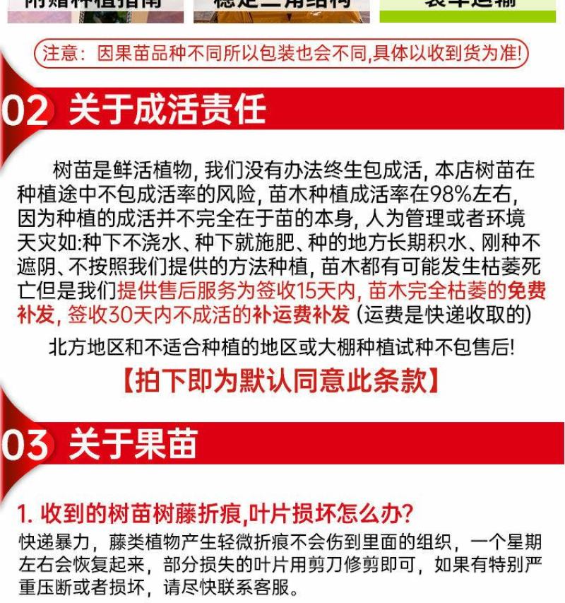 沃柑树苗沃柑苗无核沃柑树苗柑橘苗春见耙耙柑树苗春见苗爱媛