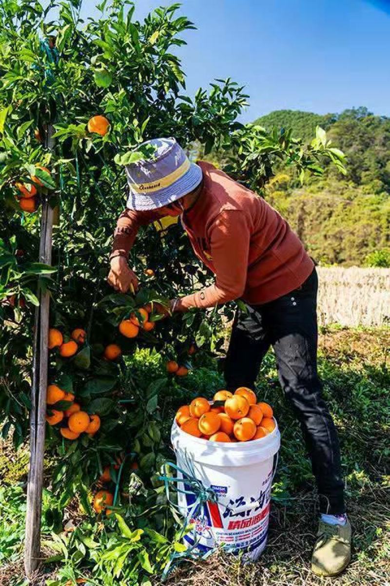 沃柑树苗沃柑苗无核沃柑树苗柑橘苗春见耙耙柑树苗春见苗爱媛