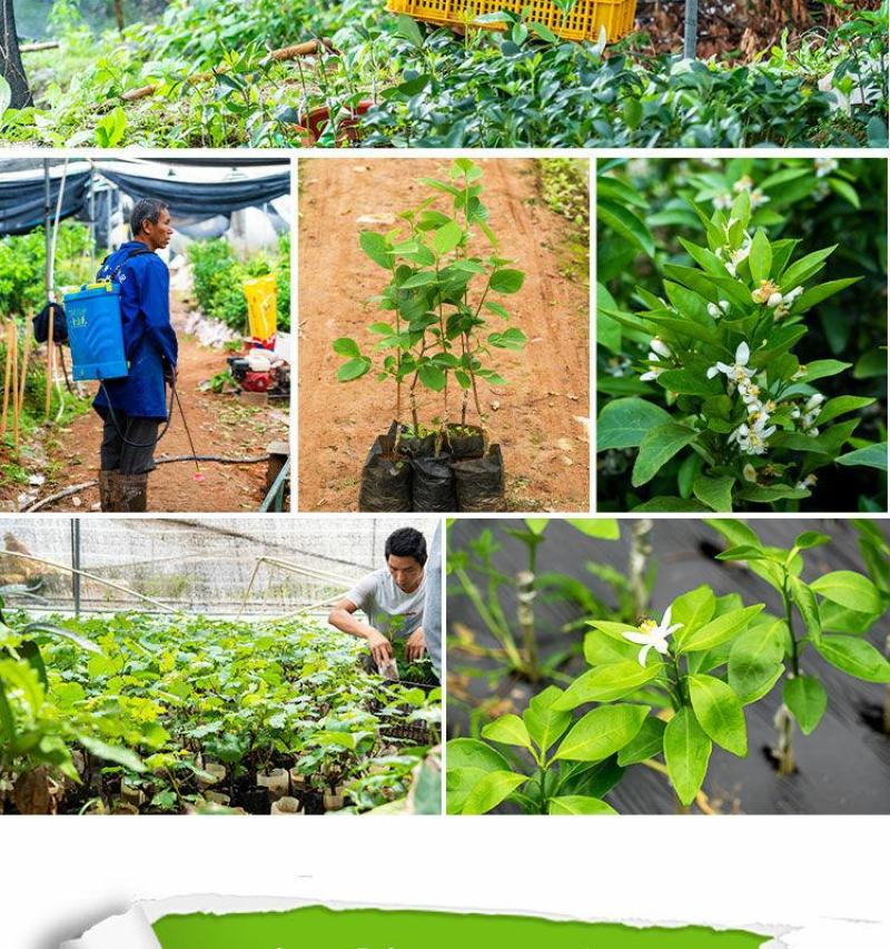 沃柑树苗沃柑苗无核沃柑树苗柑橘苗春见耙耙柑树苗春见苗爱媛