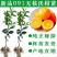 沃柑树苗沃柑苗无核沃柑树苗柑橘苗春见耙耙柑树苗春见苗爱媛