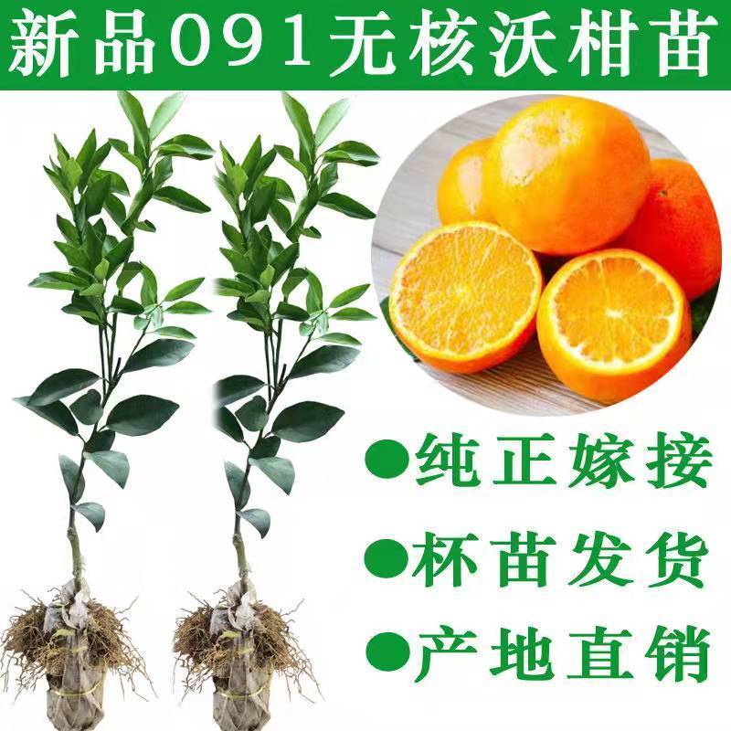沃柑树苗沃柑苗无核沃柑树苗柑橘苗春见耙耙柑树苗春见苗爱媛
