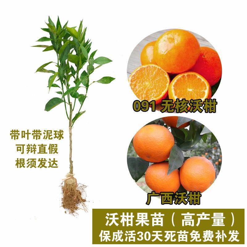 沃柑树苗沃柑苗无核沃柑树苗柑橘苗春见耙耙柑树苗春见苗爱媛
