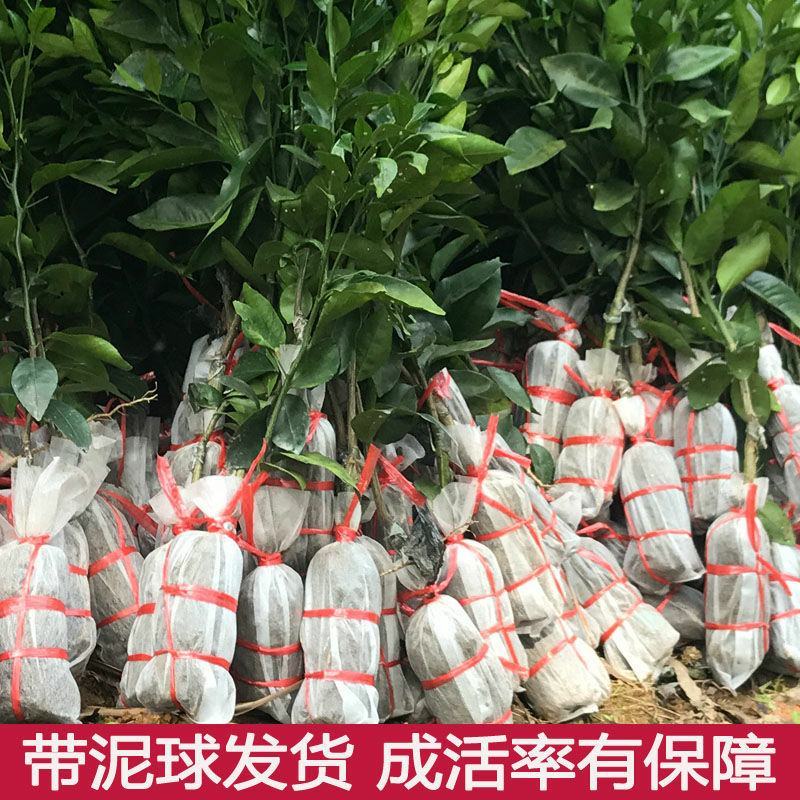 沃柑树苗沃柑苗无核沃柑树苗柑橘苗春见耙耙柑树苗春见苗爱媛