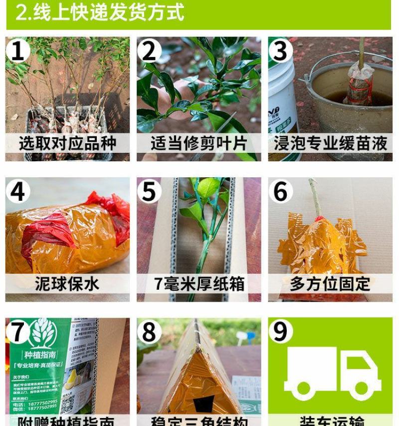沃柑树苗沃柑苗无核沃柑树苗柑橘苗春见耙耙柑树苗春见苗爱媛