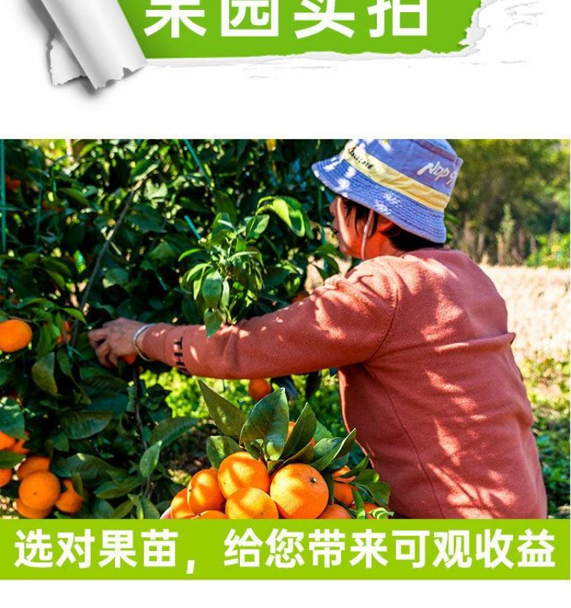 沃柑树苗沃柑苗无核沃柑树苗柑橘苗春见耙耙柑树苗春见苗爱媛