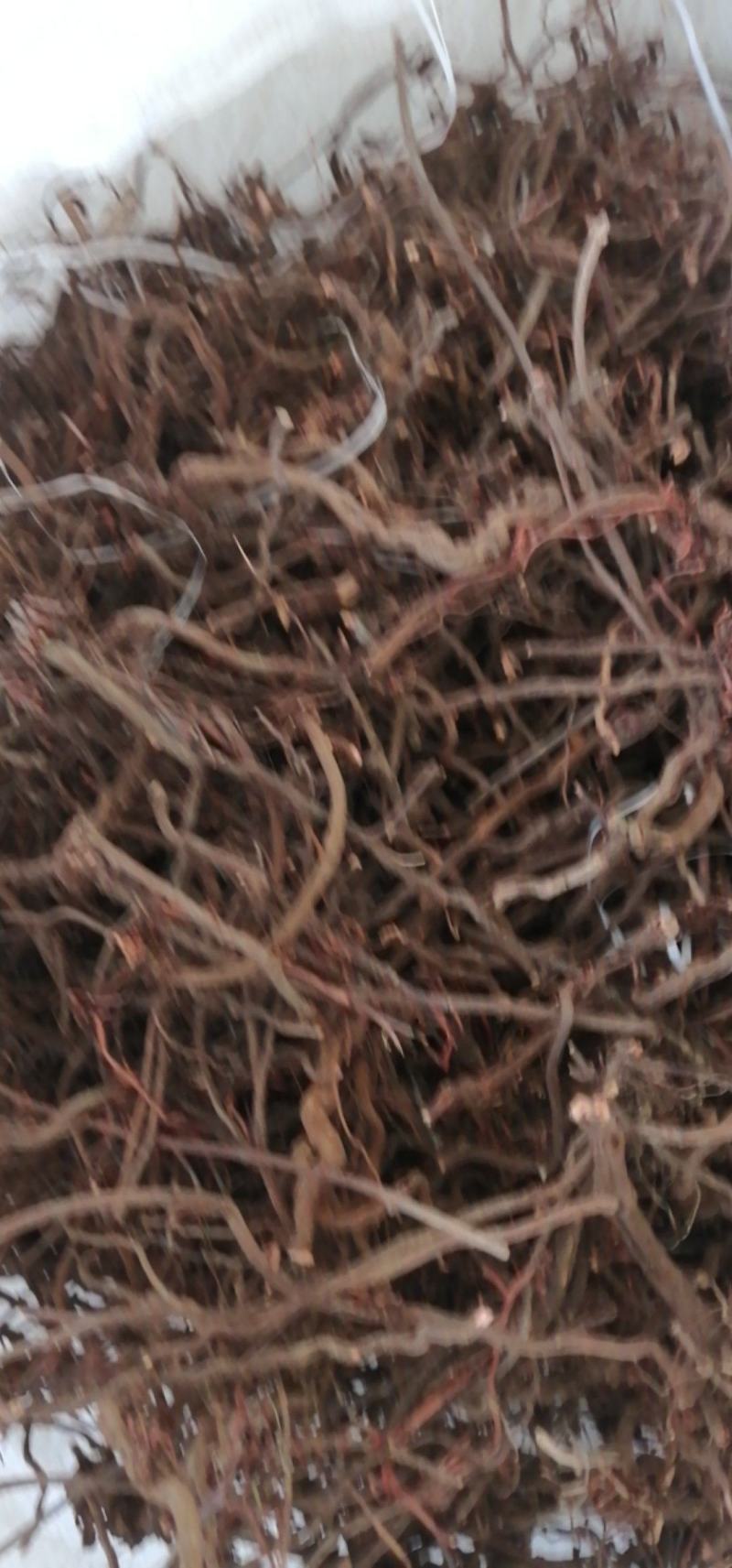 洛阳宜阳今年新货茜草