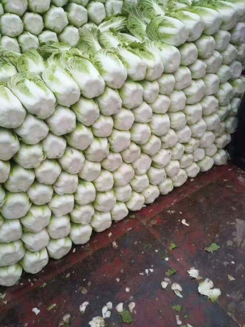精品优质北京三号大白菜，质量保证，量大从优，欢迎选购