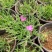 粉花欧石竹价格粉花欧石竹出售粉花欧石竹产地