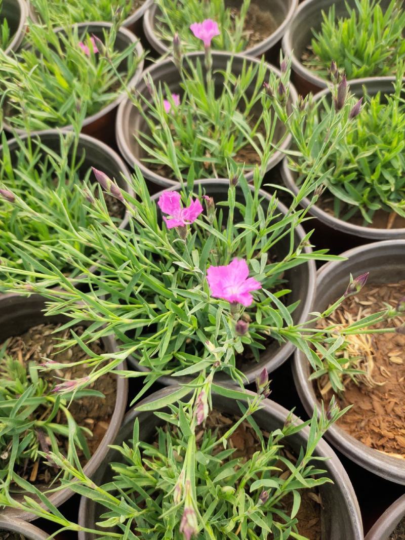 粉花欧石竹价格粉花欧石竹出售粉花欧石竹产地