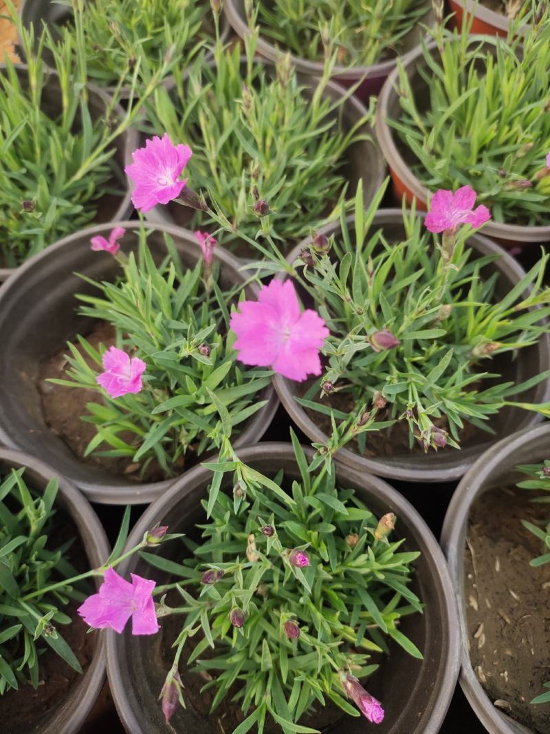 粉花欧石竹价格粉花欧石竹出售粉花欧石竹产地