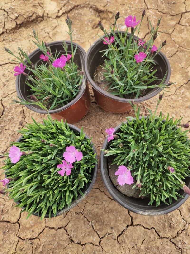 粉花欧石竹价格粉花欧石竹出售粉花欧石竹产地